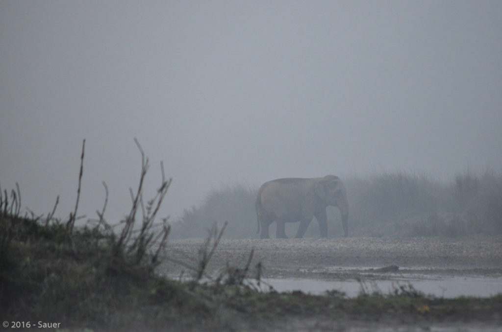 Elefant im Morgennebel