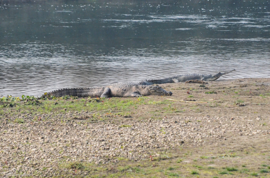 Krokodil und Gavial
