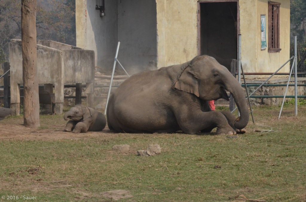 Elephant Breeding Center