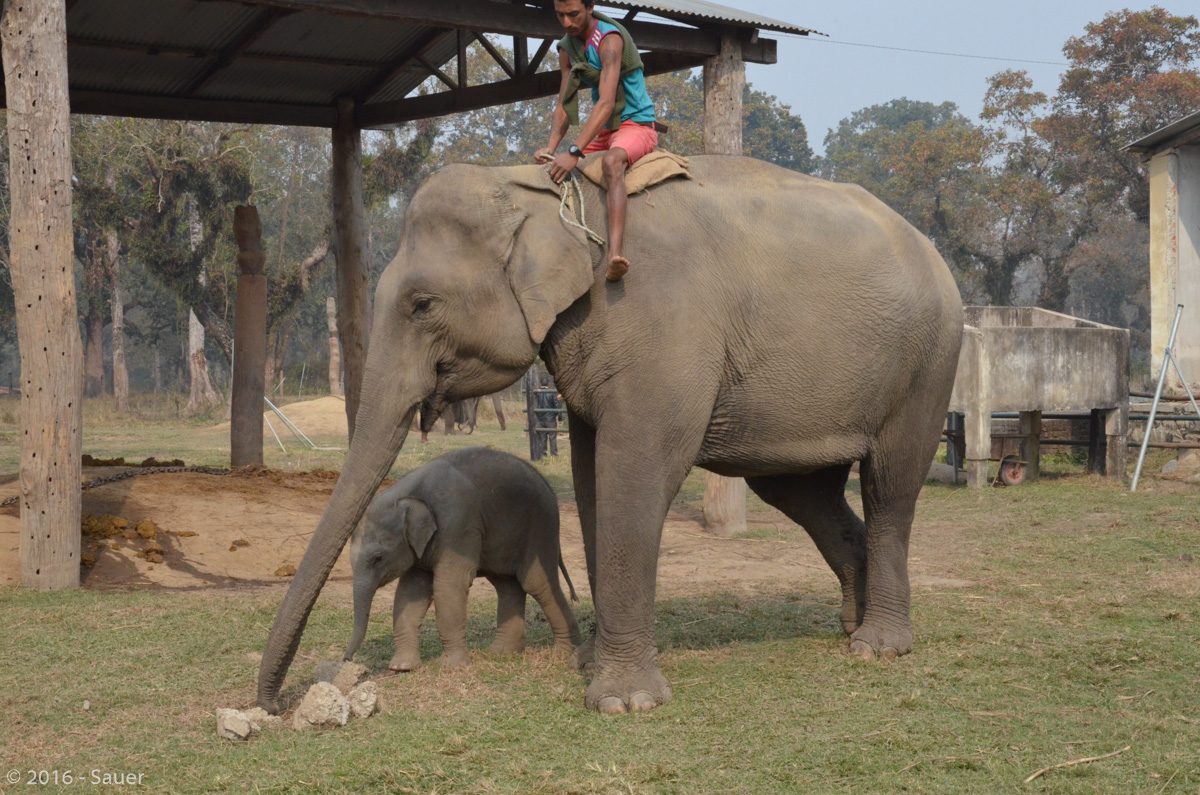 Nepal Einmal Dschungel und zurück Chitwan Nationalpark