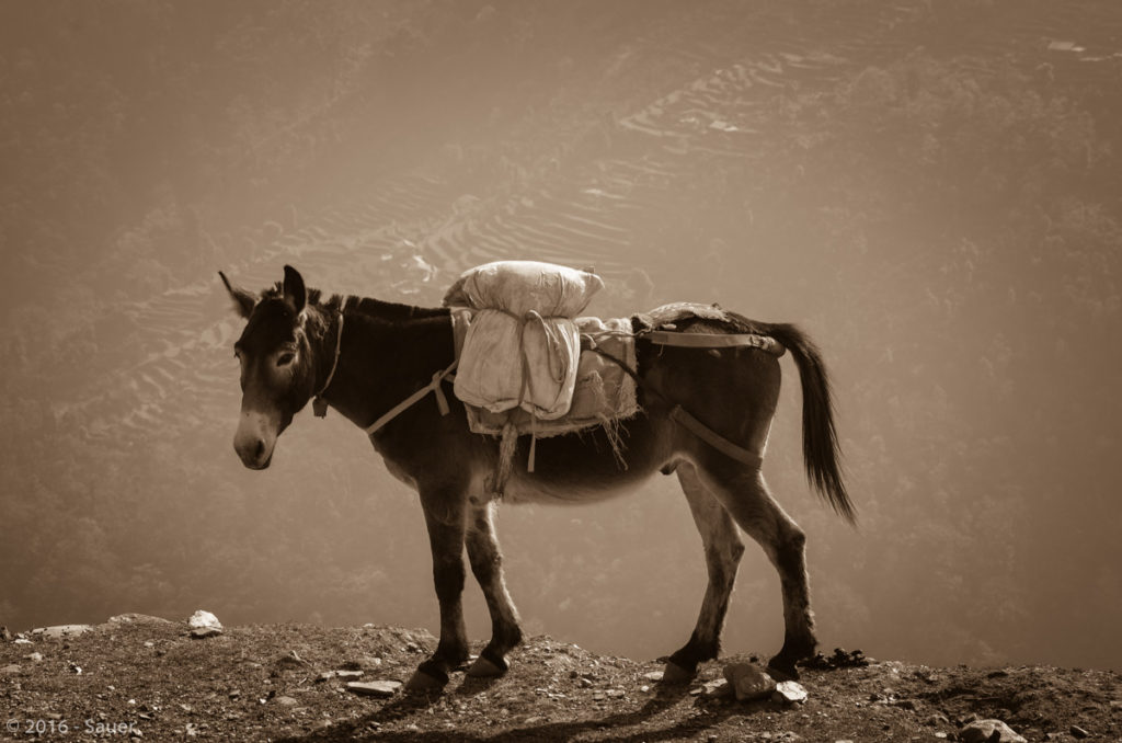 Muli direkt am senkrechten Abgrund von mehreren hundert Metern.