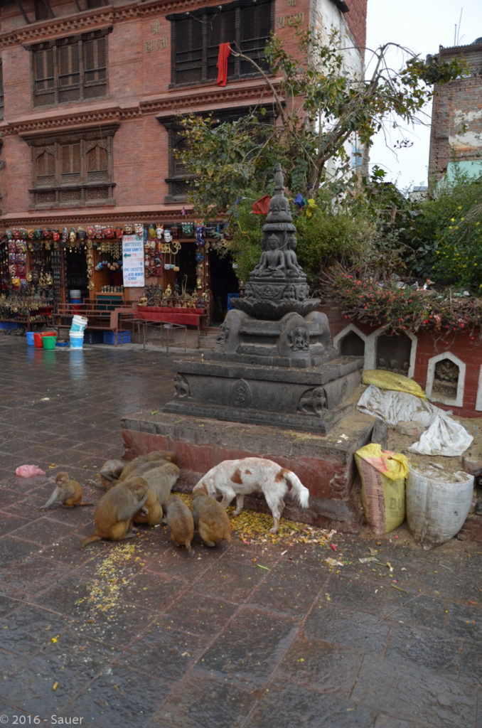 Affen an der Swayambunath Stupa