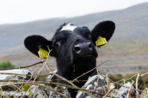 Beim Fotoshooting wurden wir von neugierigen irischen Kühen beobachtet