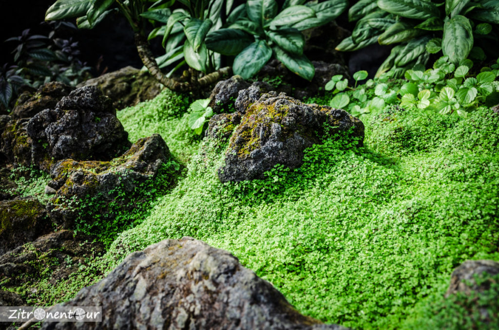 Ein Teppich aus kleinen Kresse-ähnlichen Pflanzen im Gewächshaus