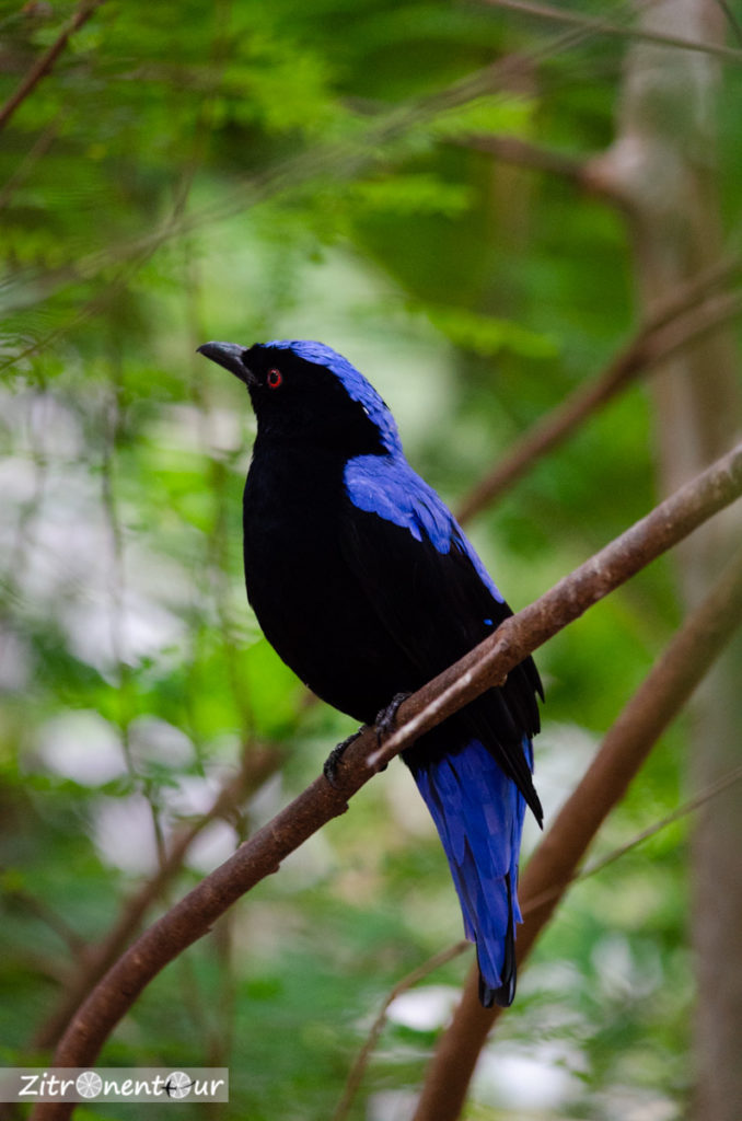 Zoo Leipzig Farbenprächtiger Vogel