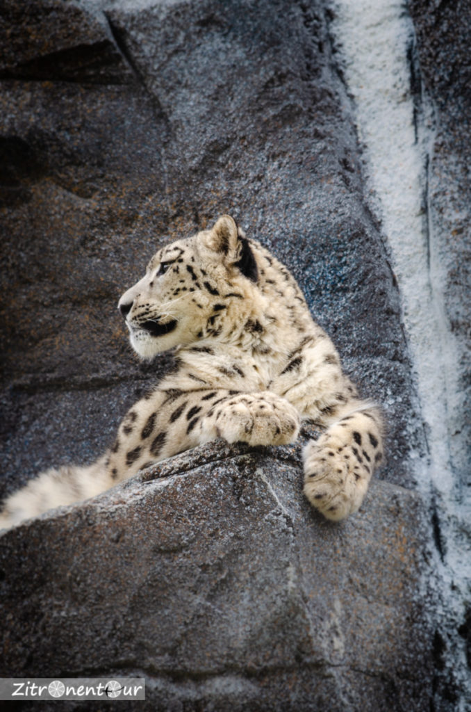 Zoo Leipzig Schneeleopard