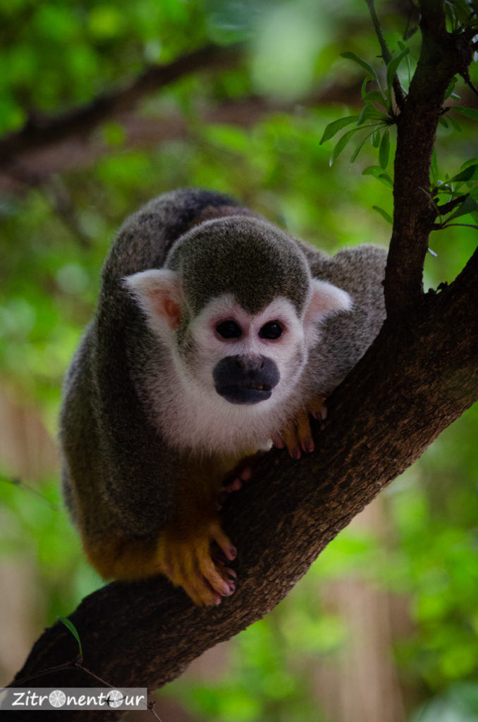 Zoo Leipzig Totenkopfäffchen