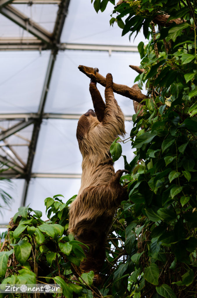 Zoo Leipzig Faultier