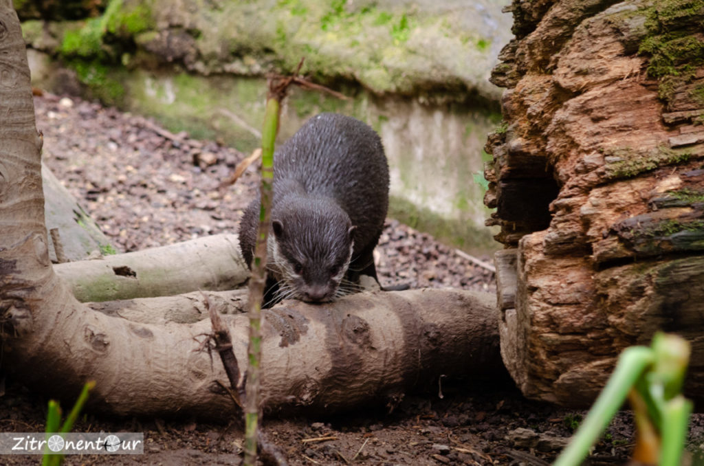 Zoo Leipzig Zwergotter