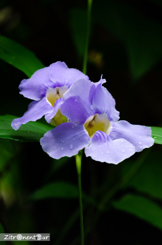 Violette Orchidee