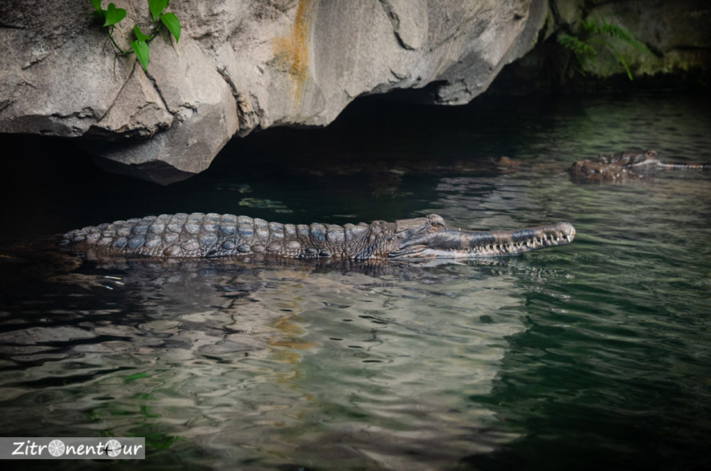 Gavial im Wasser