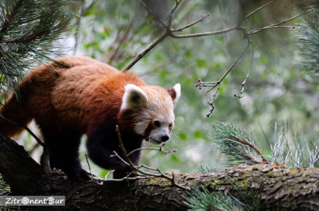Kleiner Panda im Baum
