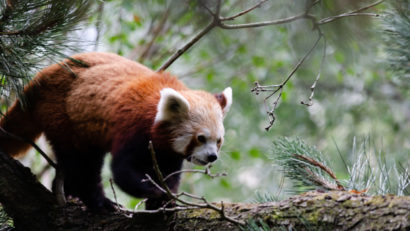 Kleiner Panda im Baum