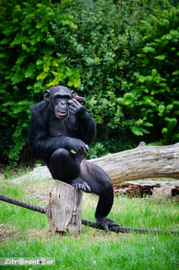 Schimpanse in gemütlicher Sitzposition beim Essen