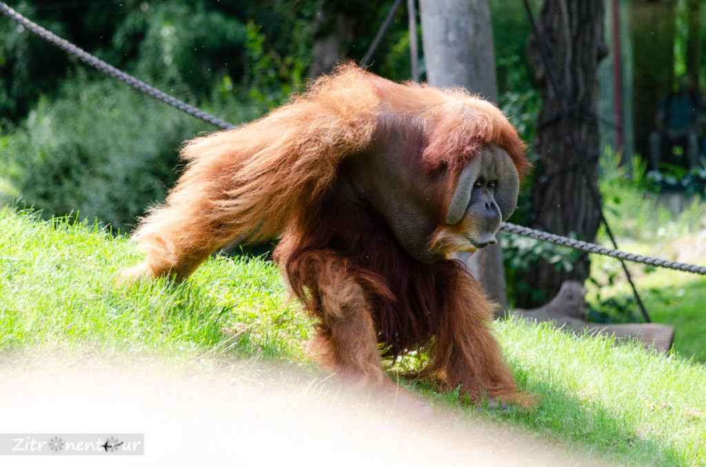 Oran Utan rennt über Wiese