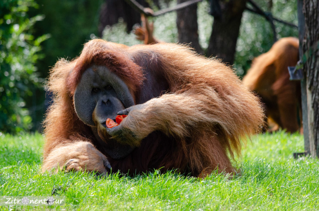 Orang Utan Mann beim Futtern