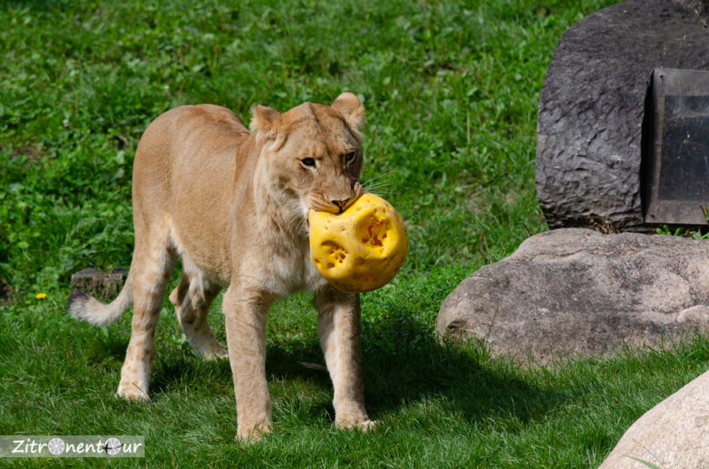 Löwenweibchen mit Spielball