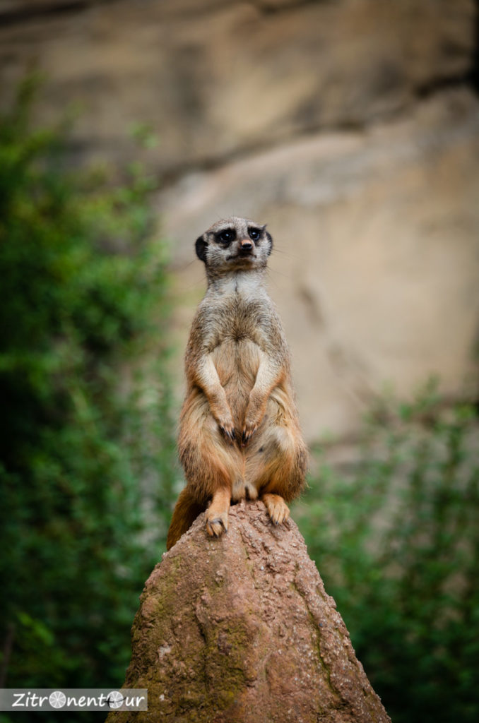 Erdmännchen auf Felsen beim Beobachten