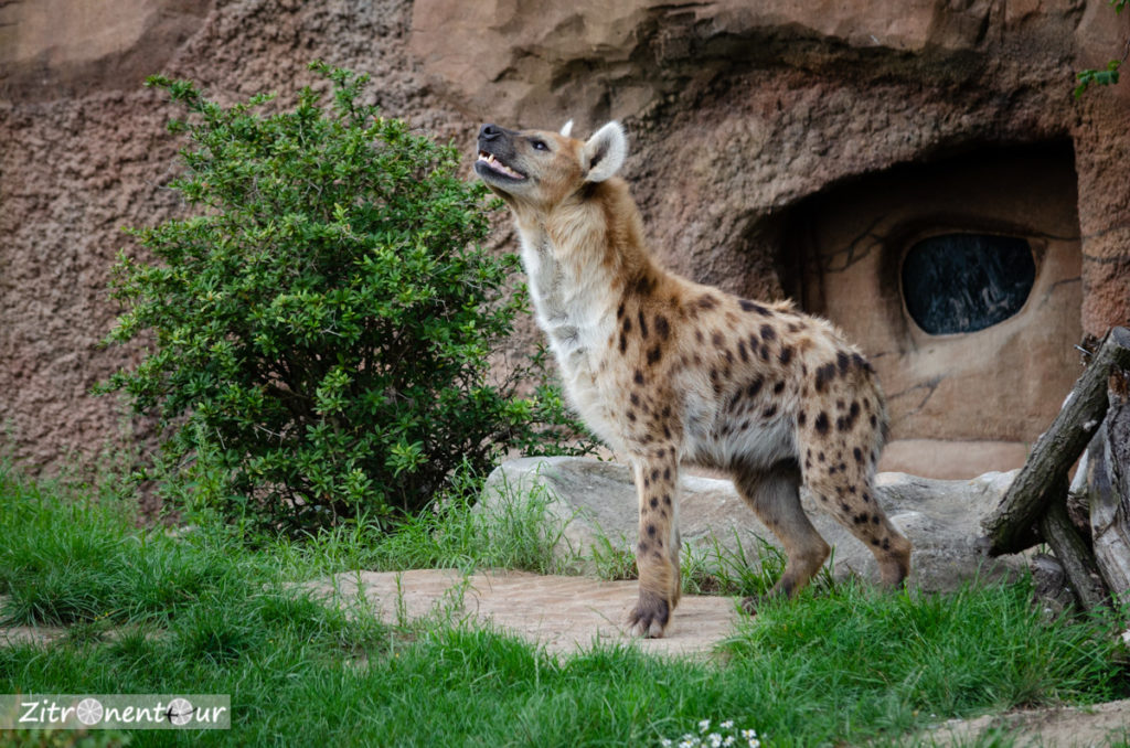 Hyäne Männchen beim Wittern