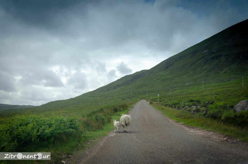 Schafe auf der Straße in Schottland