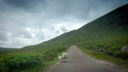 Schafe auf der Straße in Schottland