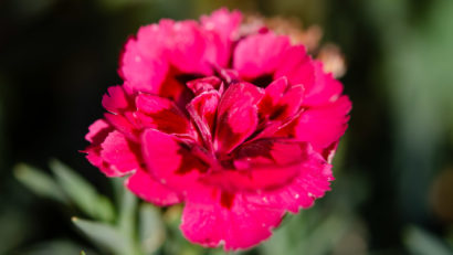 Blumen aufgenommen mit f/3,2 - Tiefenschärfe ist zwar gering, aber sehr scharf
