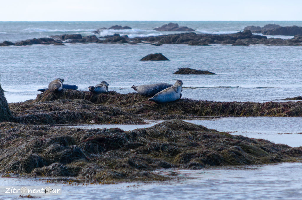 Seehunde am Ytri Tunga