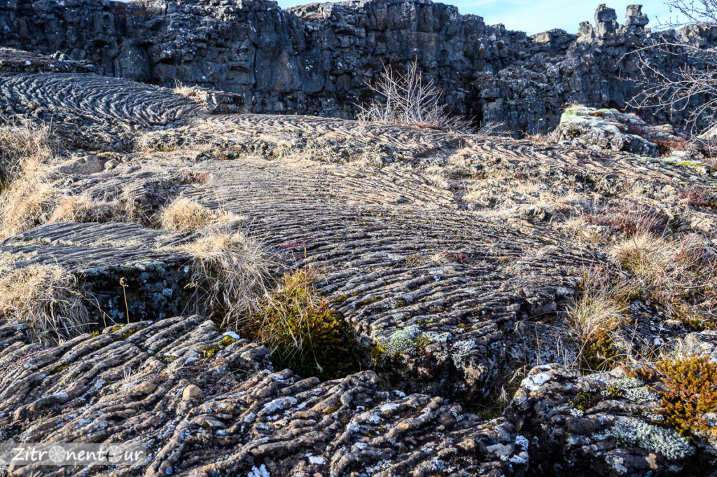 Erstarrte Lava Þingvellir