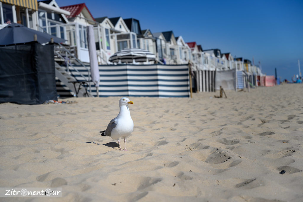 Möwe am Strand von Vebenabos