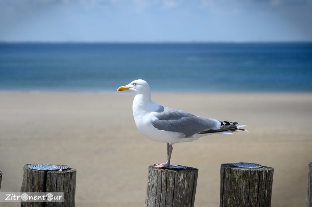 Möwe am Strand von Zoutelande