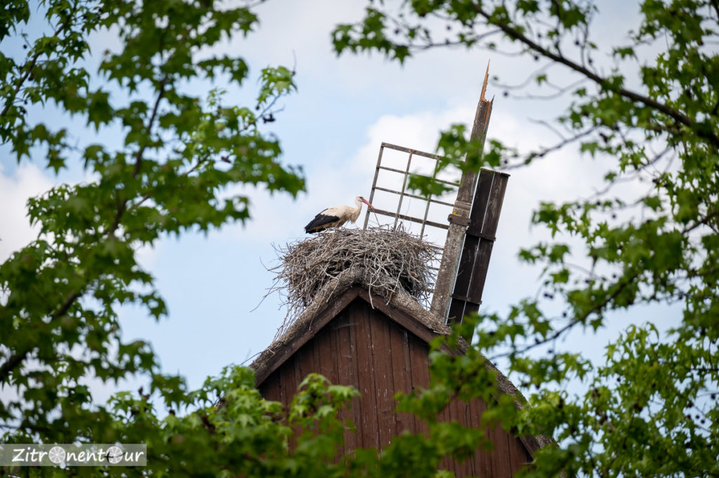 Storch im Vogelpark Walsrode