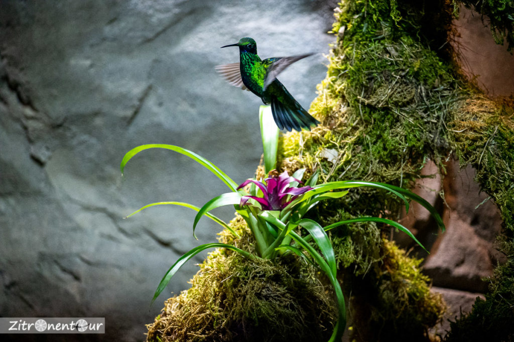 Kolibri im Vogelpark Walsrode