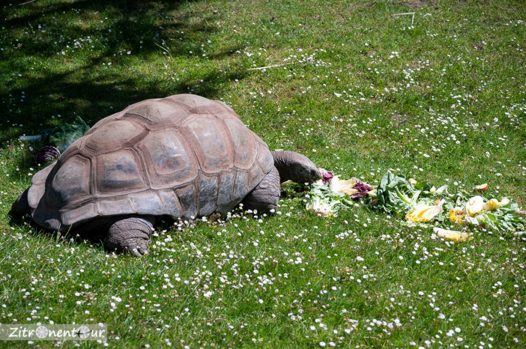 Schildkröte im Tierpark Hagenbeck