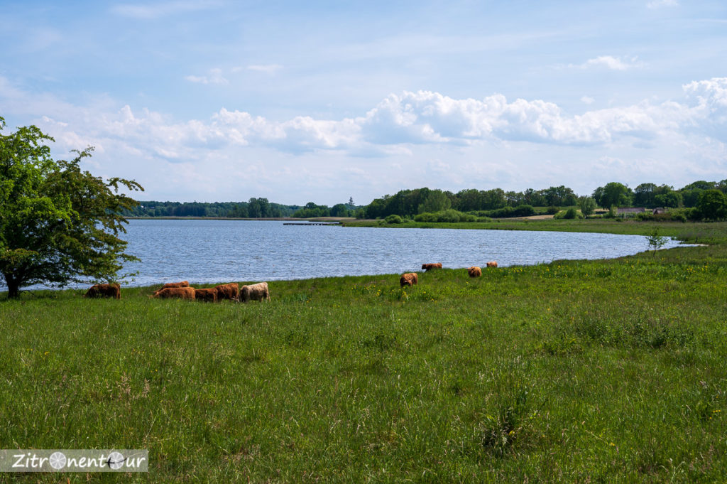 Kühe am Wikingermuseum Haithabu