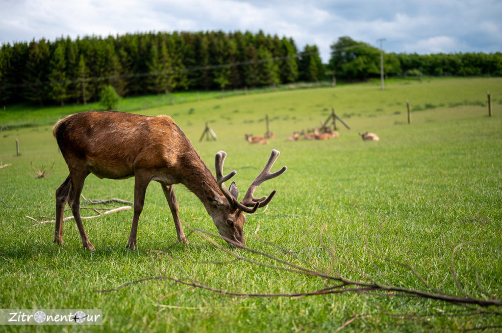 Wildgehege Rügen