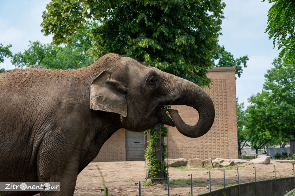 Elefant im Zoo Berlin