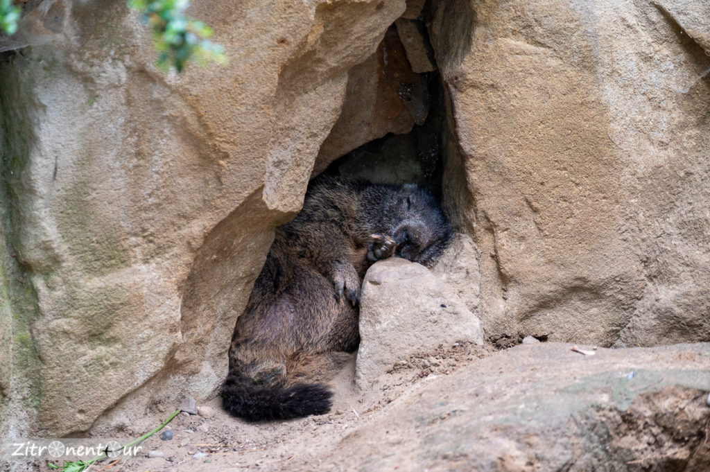 Murmeltier im Zoo Berlin