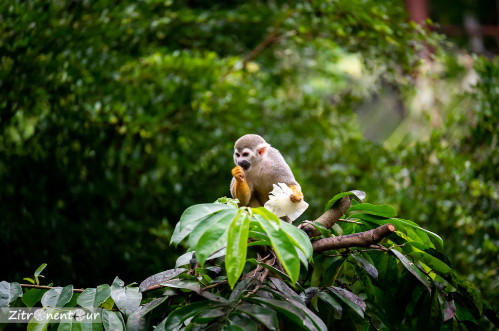 Totenkopfäffchen im Zoo Leipzig