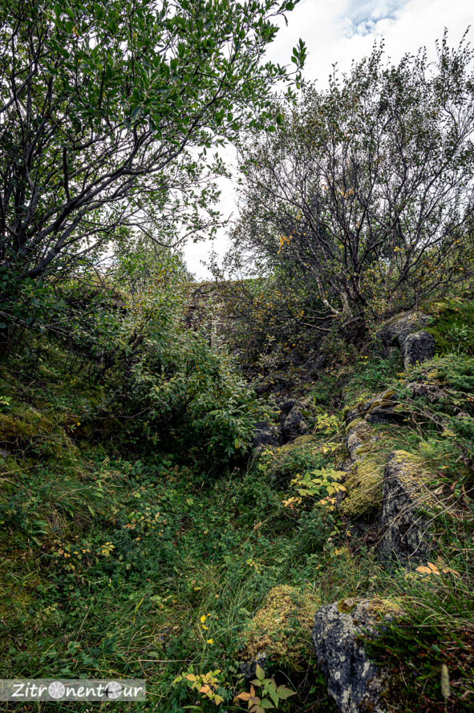 Zugewachsene Laufgräben